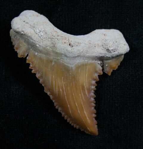 Uncommon Palaeocarcharodon Shark Tooth - #8152